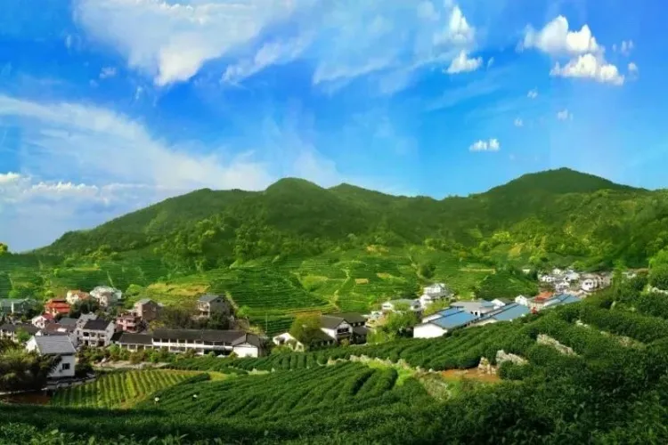 迷人的杭州茶园